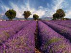 Lavender field in the region of Provence, southern France; 