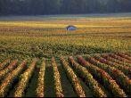 vineyards near Savigny-les-Beaune, Burgundy