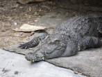 crocodile, Darwin, Australia